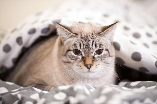 Cat laying on a bed under the duvet