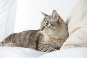 Cute tabby cat at home - laying on sofa and relaxing