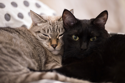Two cute domestic short hair cats snuggle with one another while lying on a bed