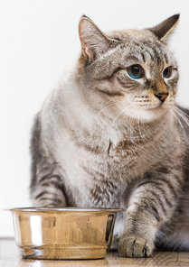 Portrait of a purebred striped cat pet and cat food on a gray background