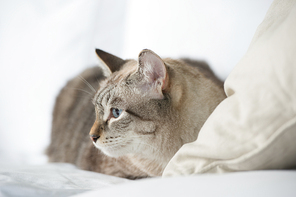 Cute tabby cat at home - laying on sofa and relaxing