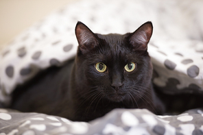 Lazy big black cat laying on bed