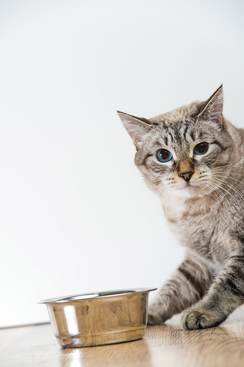 Portrait of a purebred striped cat pet and cat food on a gray background