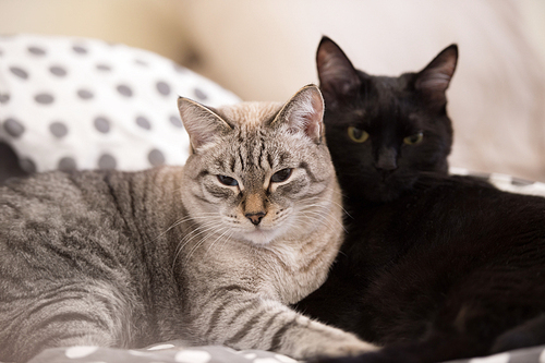 Two cute domestic short hair cats snuggle with one another while lying on a bed