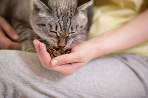 Unrecognizable woman feeding her tabby cat at home