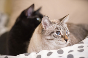 Two cute domestic short hair cats snuggle with one another while lying on a bed