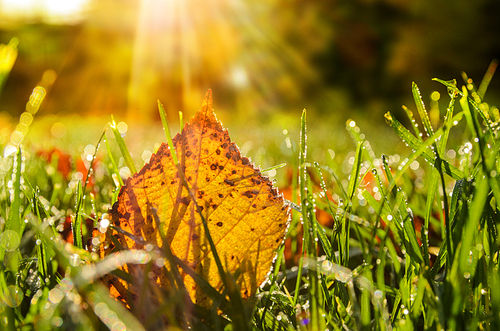 close up view of autumn leaves on grass