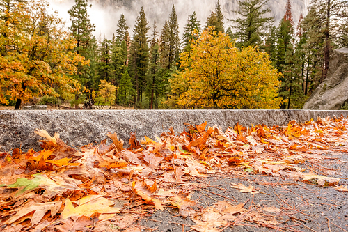 Fallen yellow autumn leaves on the wet highway asphalt. Yosemite National Park Valley at cloudy autumn morning. Low clouds lay in the valley. California, USA.