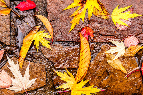 Fallen yellow and red autumn maple leaves on the wet pavement