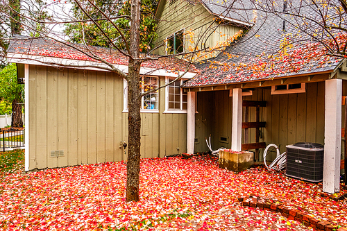Residential home with garden backyard at autumn rainy day. Fallen yellow and red autumn leaves on the wet pavement.