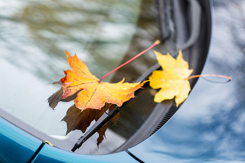 season and transport concept - close up of car wiper with autumn maple leaves on windshield