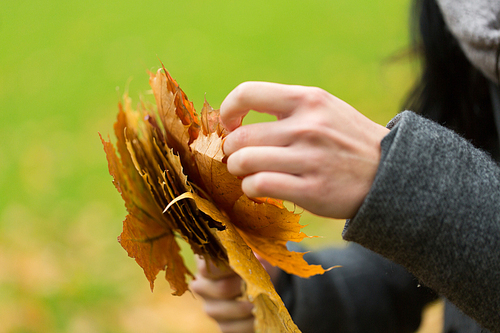season, nature and people concept - close up of woman hands with autumn maple leaves