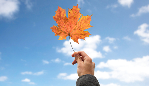 season, nature and people concept - close up of woman hand holding autumn maple leaf over blue sky and clouds background