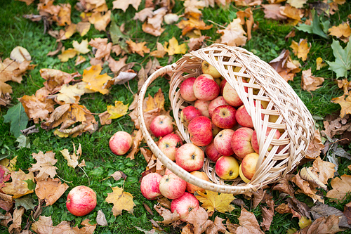 farming, gardening, harvesting and people concept - wicker basket of ripe red apples at autumn garden