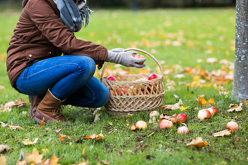 farming, gardening, harvesting and people concept - woman picking apples and putting them into wicker basket at autumn garden