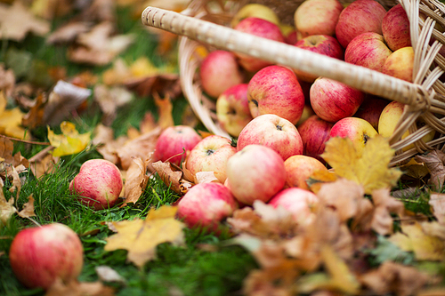 farming, gardening, harvesting and people concept - close up of wicker basket with ripe red apples at autumn garden