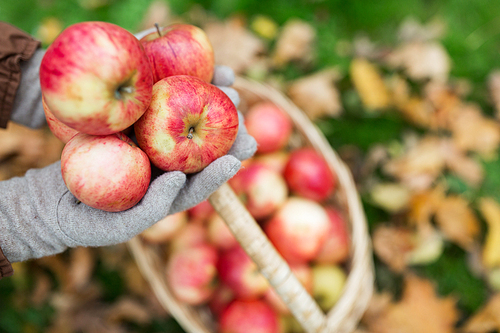 farming, gardening, harvesting and people concept - woman hands holding apples over wicker basket at autumn garden