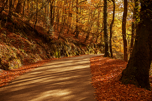 Autumn landscape with road and beautiful colored trees, in Geres, portuguese national Park