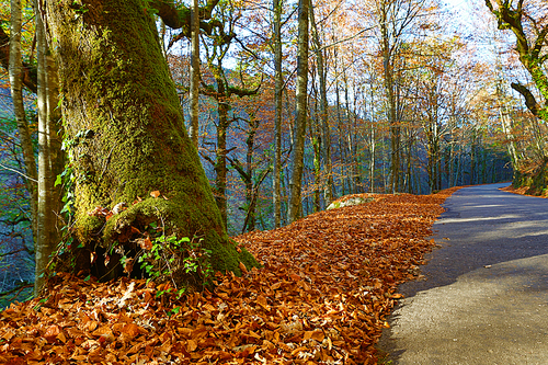 Autumn landscape with road and beautiful colored trees, in Geres, portuguese national Park