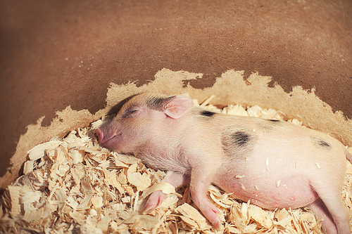 photo of pretty sleeping piggy in sawdust