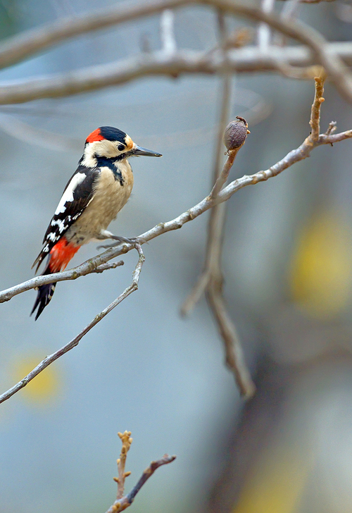 Male great spotted woodpecker (Dendrocopos major) on tree brunch