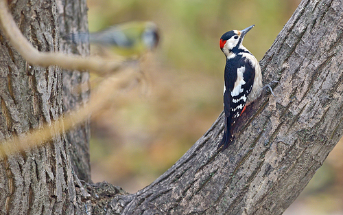 Male great spotted woodpecker (Dendrocopos major) on tree brunch