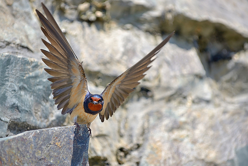 Swallow, Hirundo rustica on rock