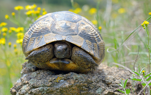 Testudo graeca ibera in forest