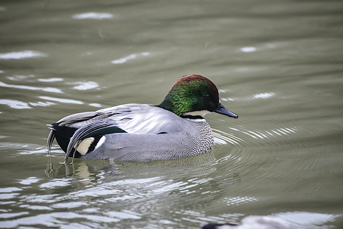 Portrait of Falcated Duck Anas Falcata bird on water in Spring