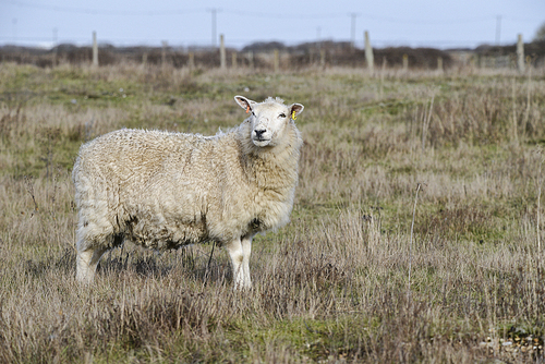 Sheep grazing on long grass in Winter field