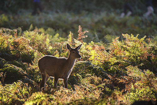 Young hind doe red deer calf in Autumn Fall forest landscape image