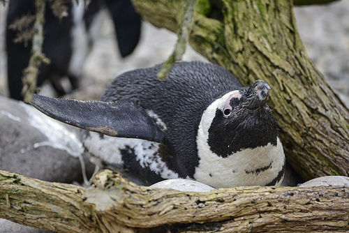 African Penguin Spheniscus Demersus bird in natural habitat