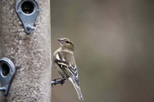 Female house sparrow passer domesticus on bird feeder