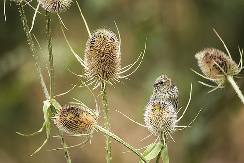 Beautiful juvenile Siskin bird Spinus Spinus on teasels in woodland landscape setting