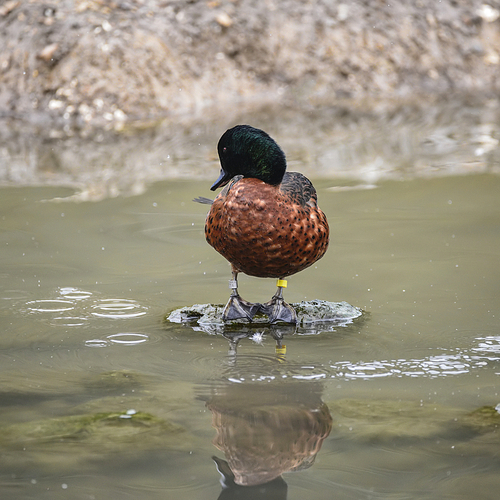 Portrait of Chestnut Teal Male Anas Castanea duck bird on water in Spring