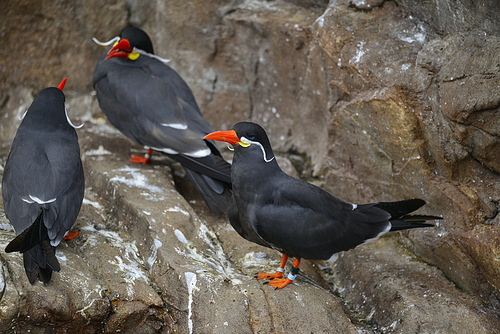 Portrait of ringed Inca Tern birds on rocks in natural habitat