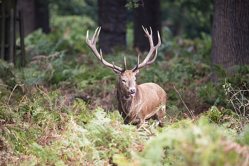 Majestic red deer stag Cervus Elaphus in forest landscape during rut season in Autumn Fall