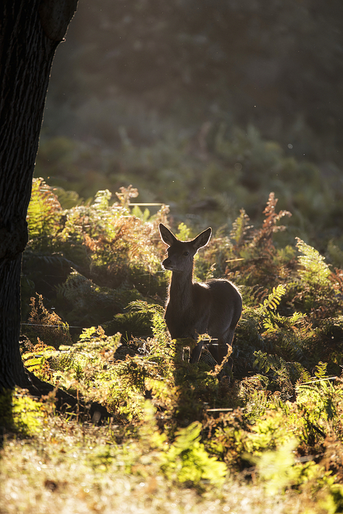 Young hind doe red deer calf in Autumn Fall forest landscape image