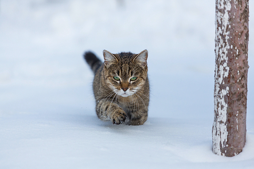 Cat out in the snow in winter season