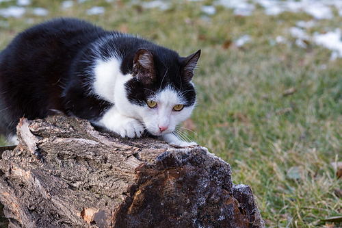 Close-up shot of the pretty tabby cat