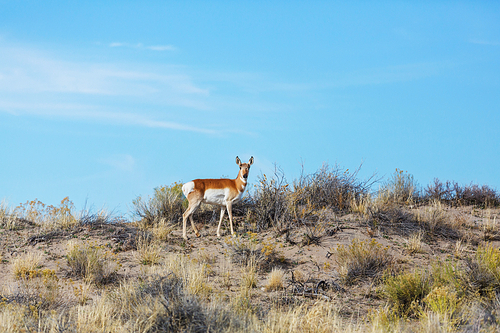 Pronghorn Antelope in american prairie, Utah, USA