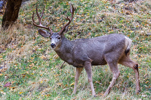 Wild elks grazing on a meadow in the Rocky Mountain National Park, Colorado, USA