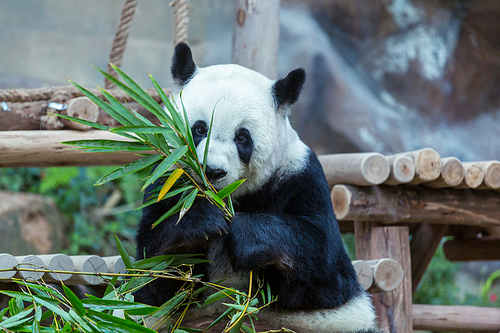 Pretty Giant Panda