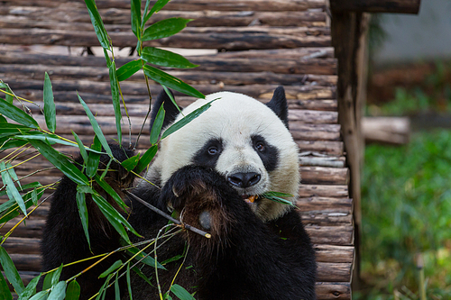 Pretty Giant Panda