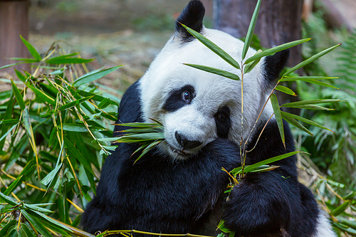 Pretty Giant Panda