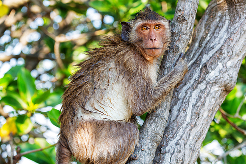 Monkeys in the Indonesian temple