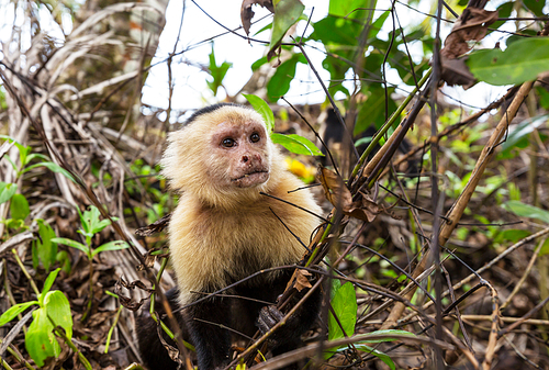 White faced capuchin monkeys  forest in Costa Rica, Central America