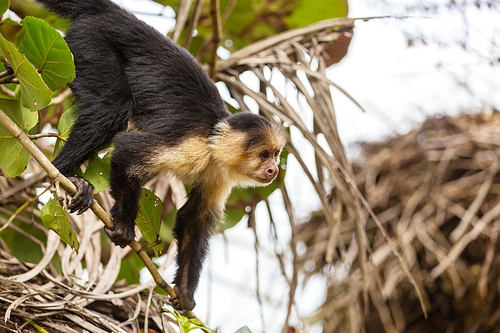 White faced capuchin monkeys  forest in Costa Rica, Central America