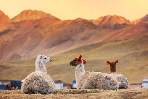 Llama in remote area of Argentina