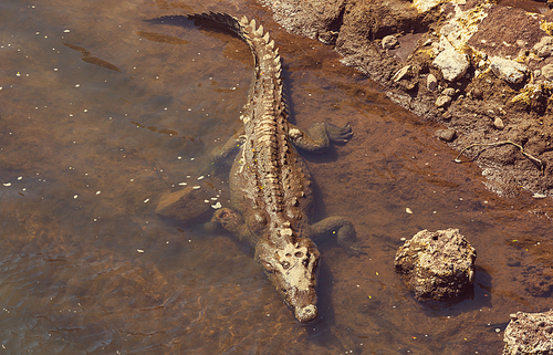 Crocodile site in Costa Rica, Central America